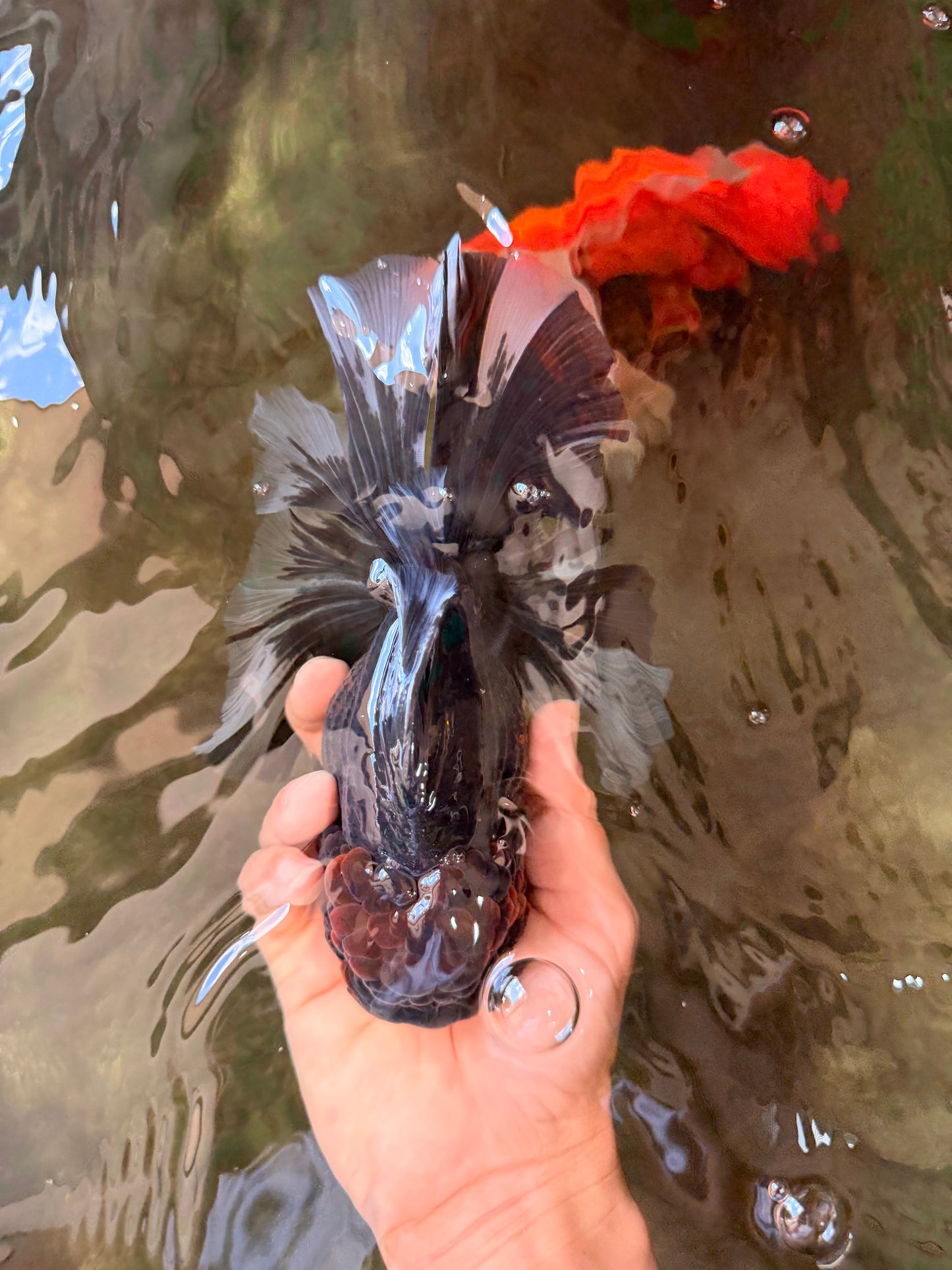 A Grade Kirin Oranda Female 7 inches #071726OR_05
