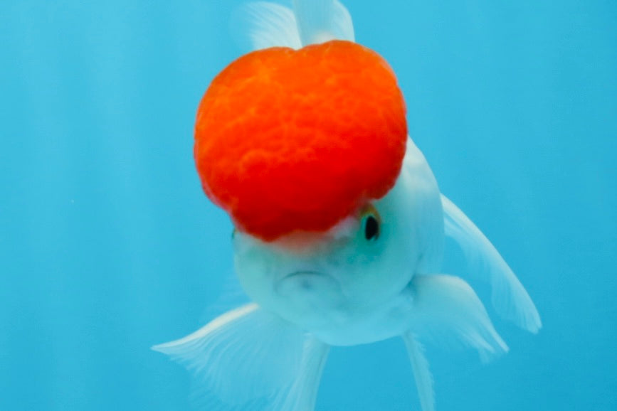 Oranda macho de gorra roja de grado A de 4 pulgadas n.° 0906OR_26