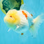 BEAUTY A Grade Red White Oranda Female 5.5 inches #040326OR_06
