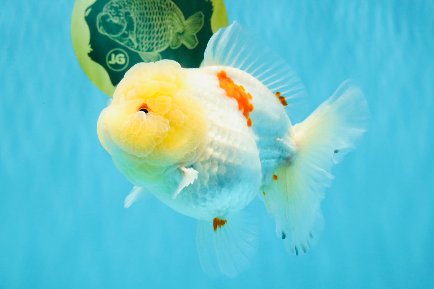 BEAUTY A Grade Red White Oranda Female 5.5 inches #040326OR_06