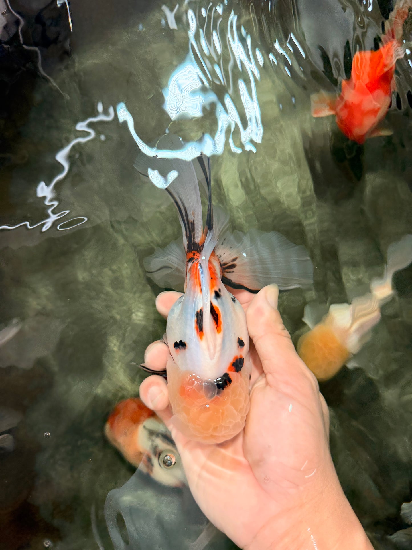 A Grade Sakura Oranda Male 6 inches #071726OR_22