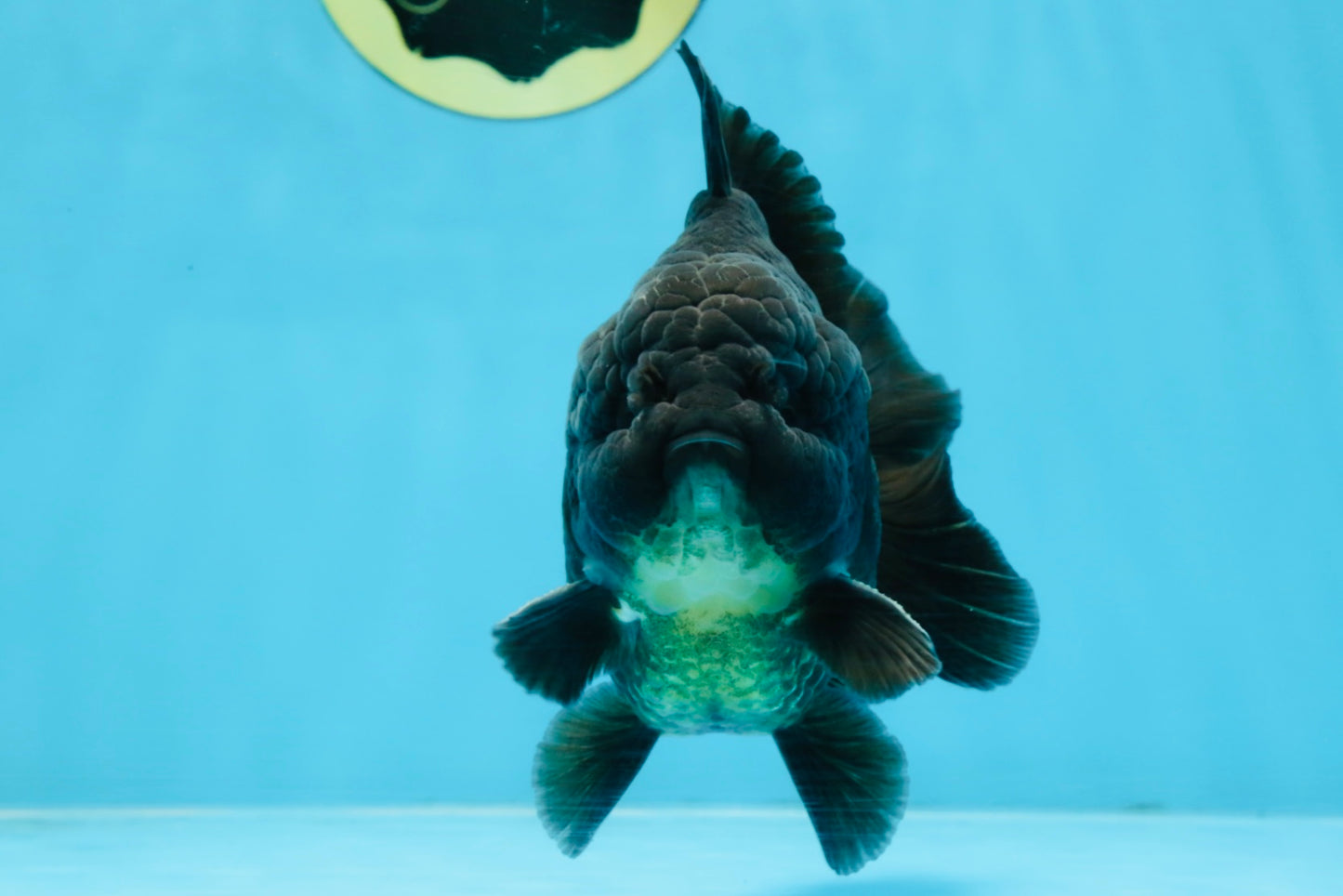 AAA Grade Godzilla Black Yuanbao Male 5-5.5 inches #103125YB_03