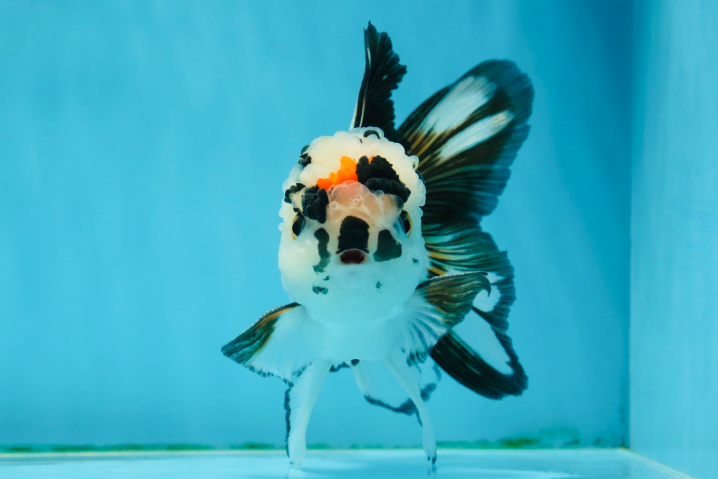 A Grade Tricolor Oranda Male 5 inches #010325OR_13