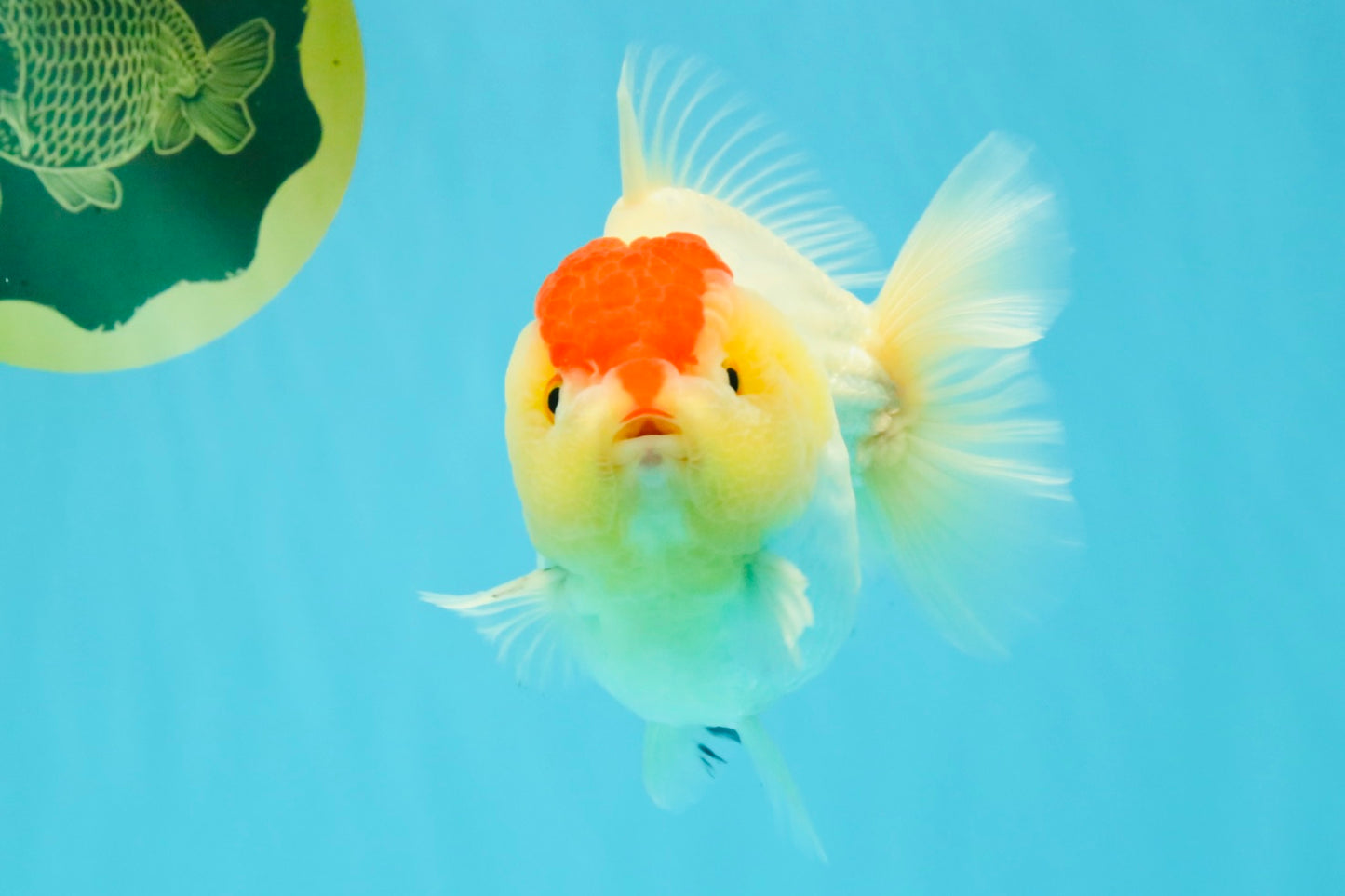 CHUBBY AAA Grade Tancho Red White Yuanbao Male 5-5.5 inches #031326YB_18