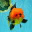 CHARLIE A Grade Apache Oranda Female 6-6.5 inches #080726OR_06