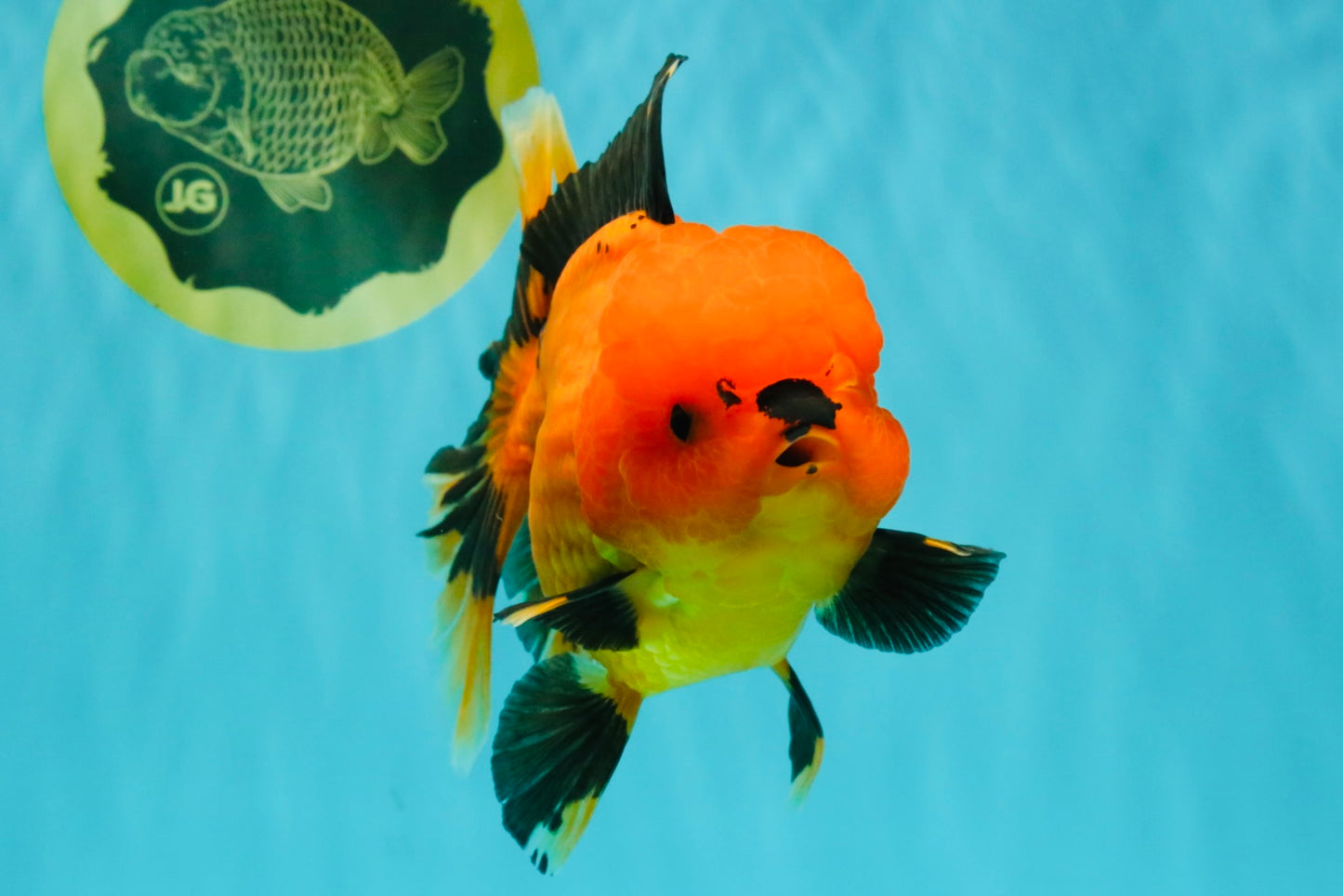 CHARLIE A Grade Apache Oranda Female 6-6.5 inches #080726OR_06