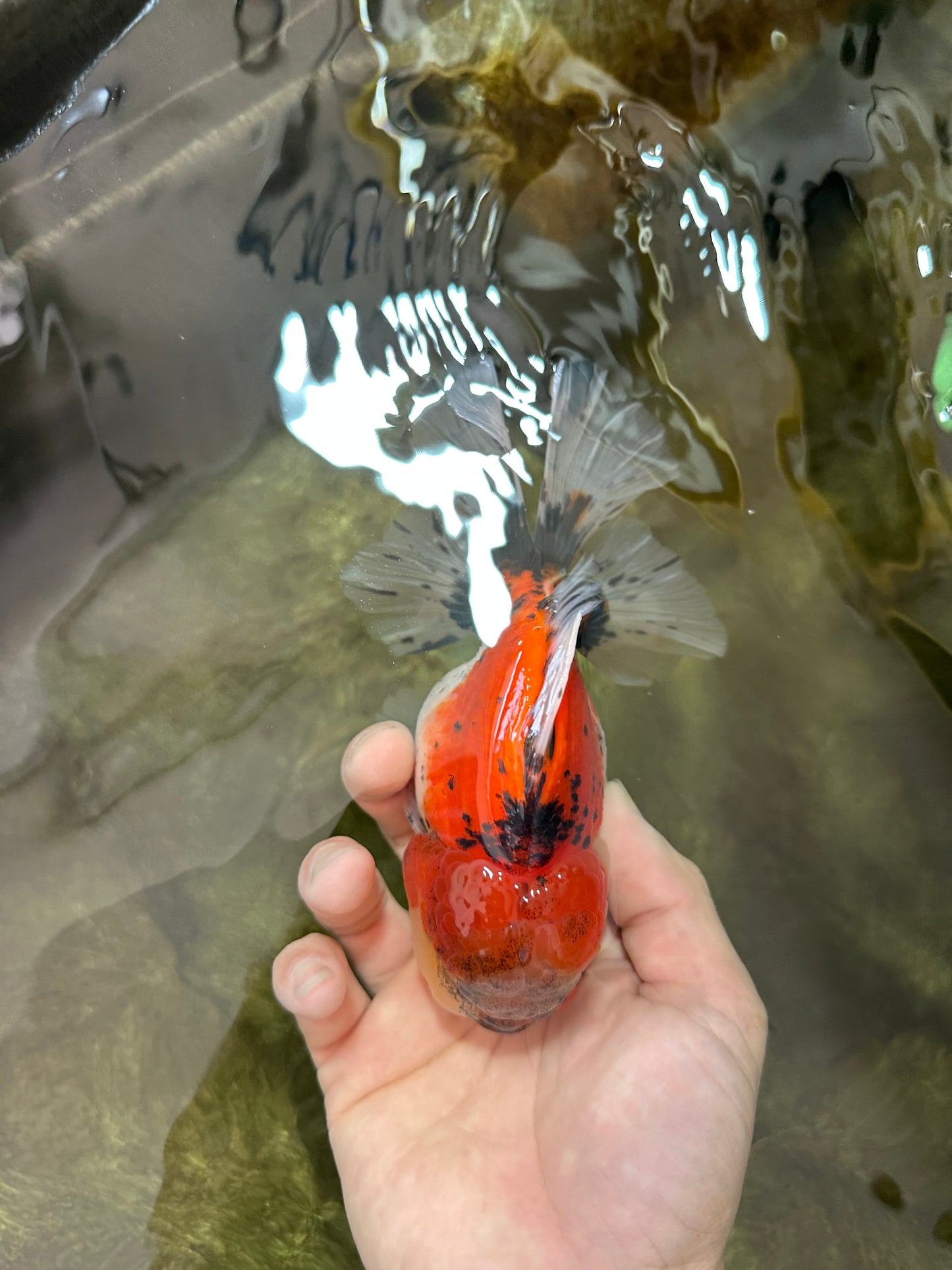 AAA Grade RARE Godzilla Calico Sakura Oranda Male 5.5 inches #051625OR_20