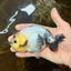 A Grade Chinese Cow Ranchu Male 4.5-5 inches #110725RC_13