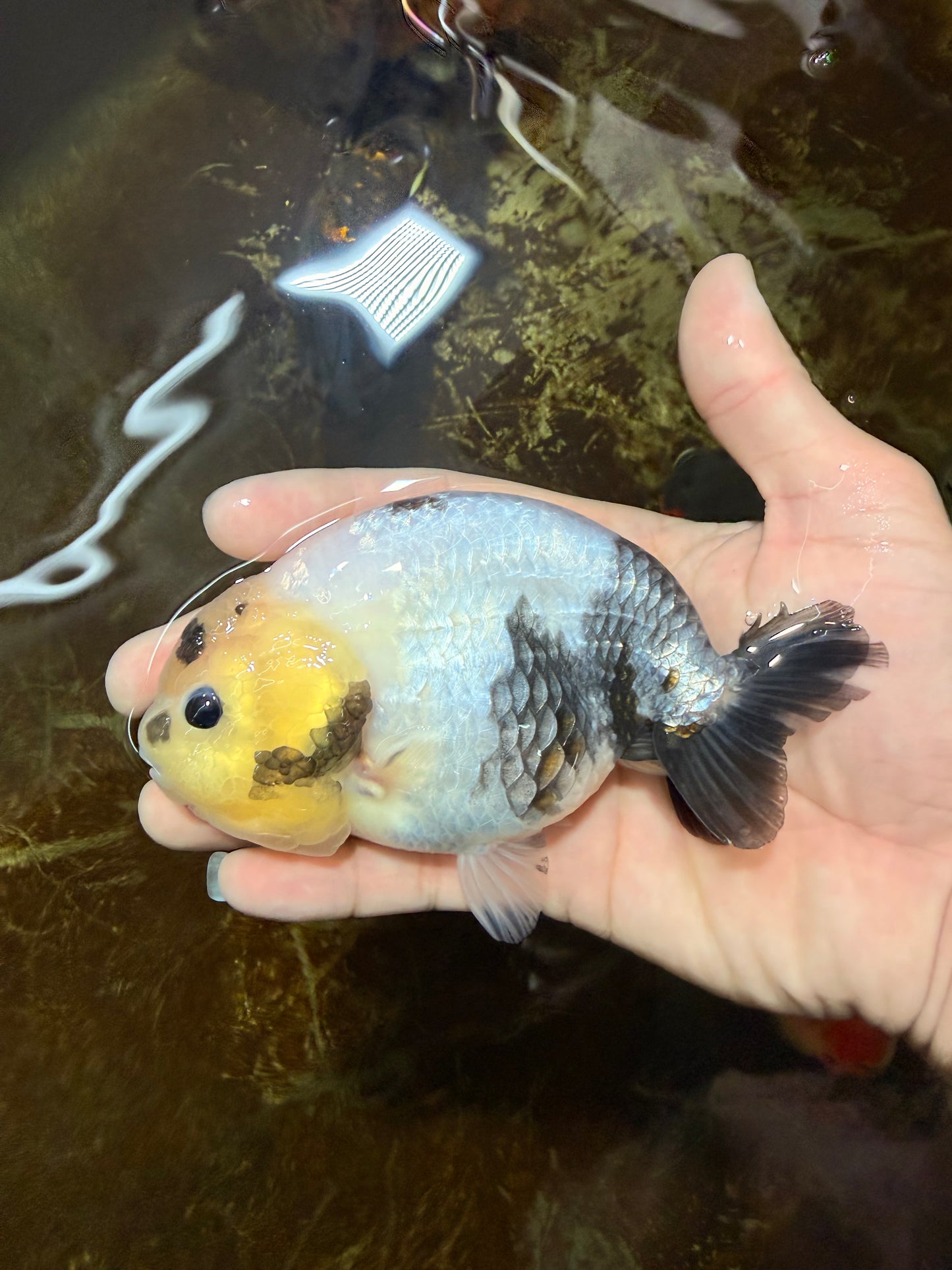 A Grade Chinese Cow Ranchu Male 4.5-5 inches #110725RC_13