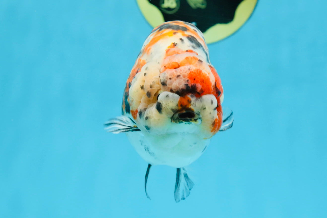 AAA Grade Special Calico LionKing 4.5-5 inches #101025RC_21