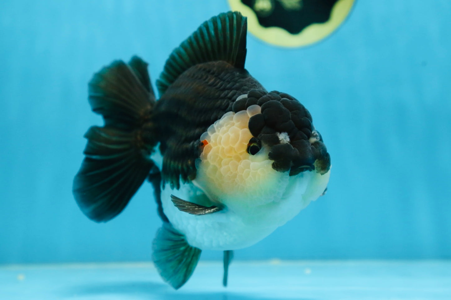 AAA Grade Panda Yuanbao Male 6 inches #091225YB_01