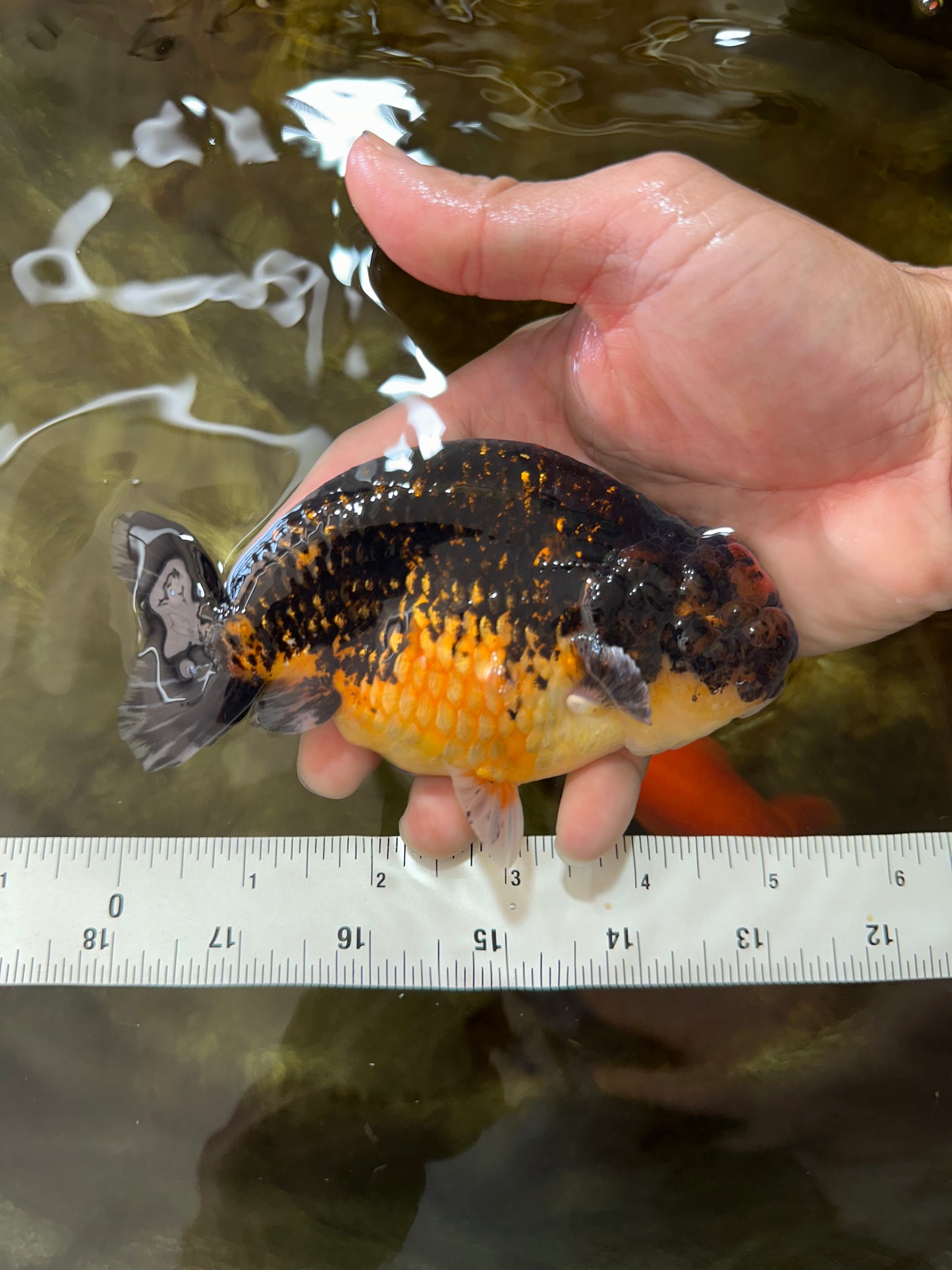 A Grade Kirin Ranchu Male 5 inches #062725LC_03