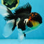 AAA Grade TOP Tricolor Oranda Female 6 inches #051625OR_31
