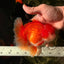 MARIO AAA Grade Red White Oranda Male 5.5 inches #030626OR_20