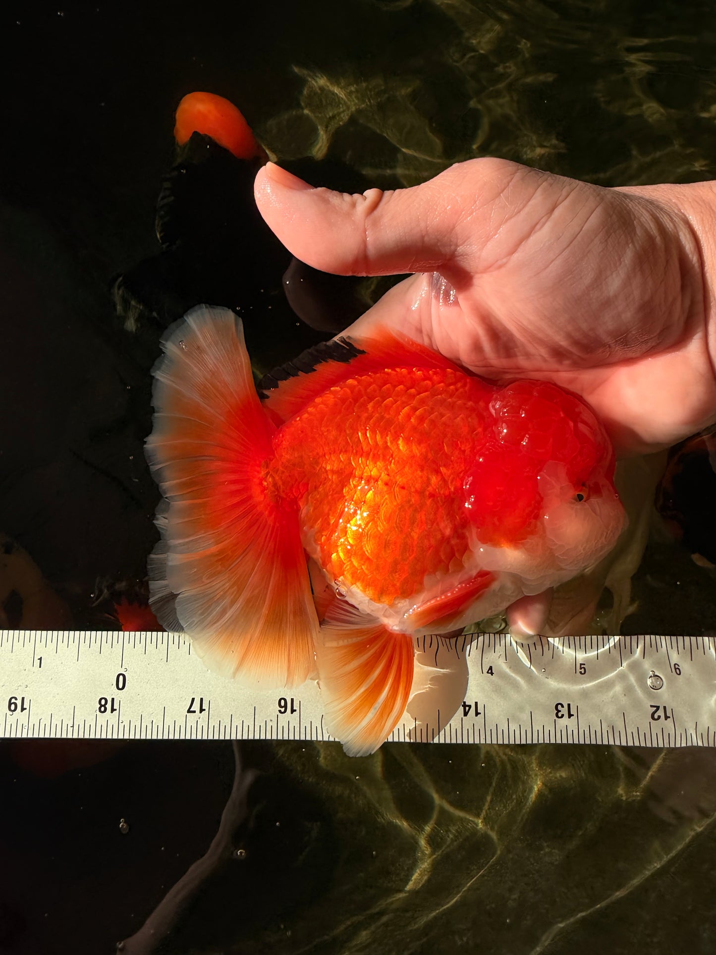 MARIO AAA Grade Red White Oranda Male 5.5 inches #030626OR_20