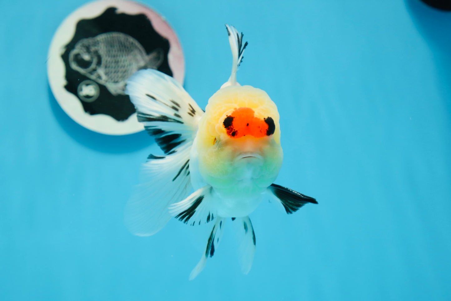 AAA Grade Tricolor Oranda Male 4.5-5 inches #0830OR_18