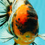 CHUNKY AAA Grade Calico Oranda Male 6-6.5 inches #070626OR_17