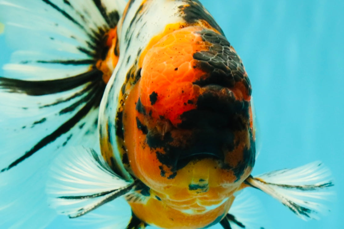 CHUNKY AAA Grade Calico Oranda Male 6-6.5 inches #070626OR_17
