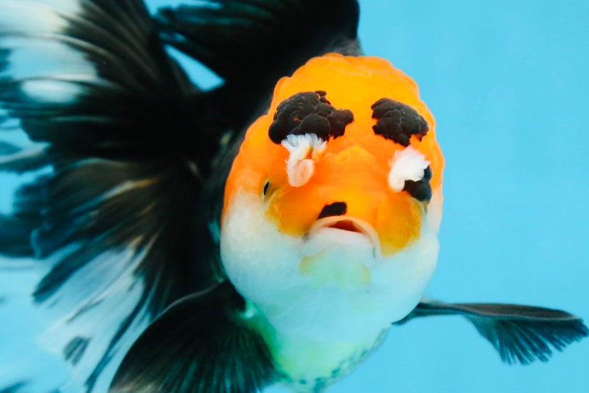 A Grade Tricolor Oranda Female 6.5 inches #090525OR_19