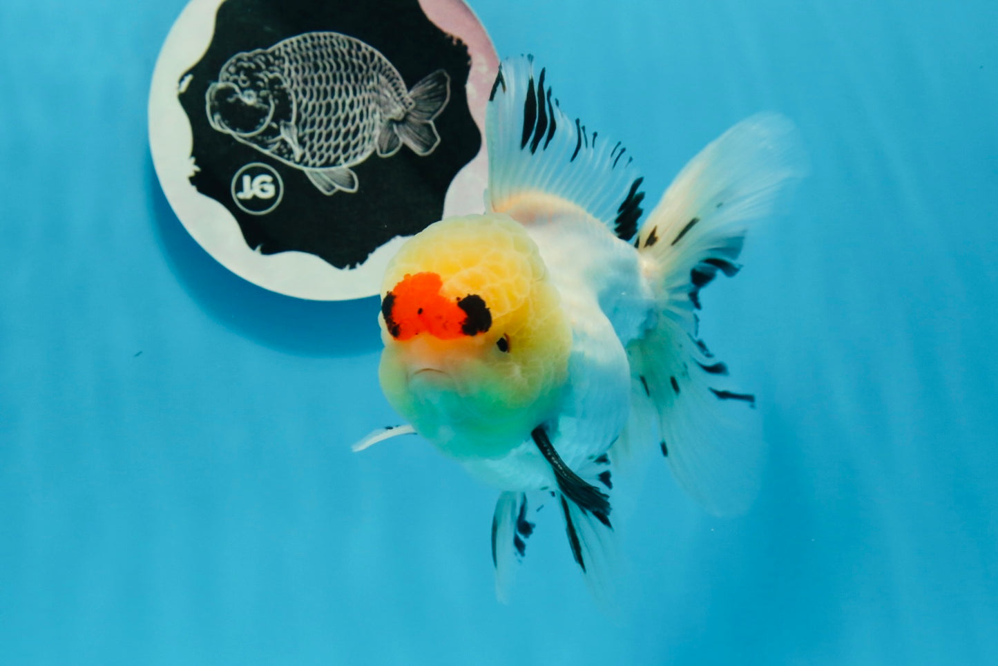 AAA Grade Tricolor Oranda Male 4.5-5 inches #0830OR_18