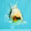 Calico Yuanbao Male 4.5-5 inches #071026YB_13