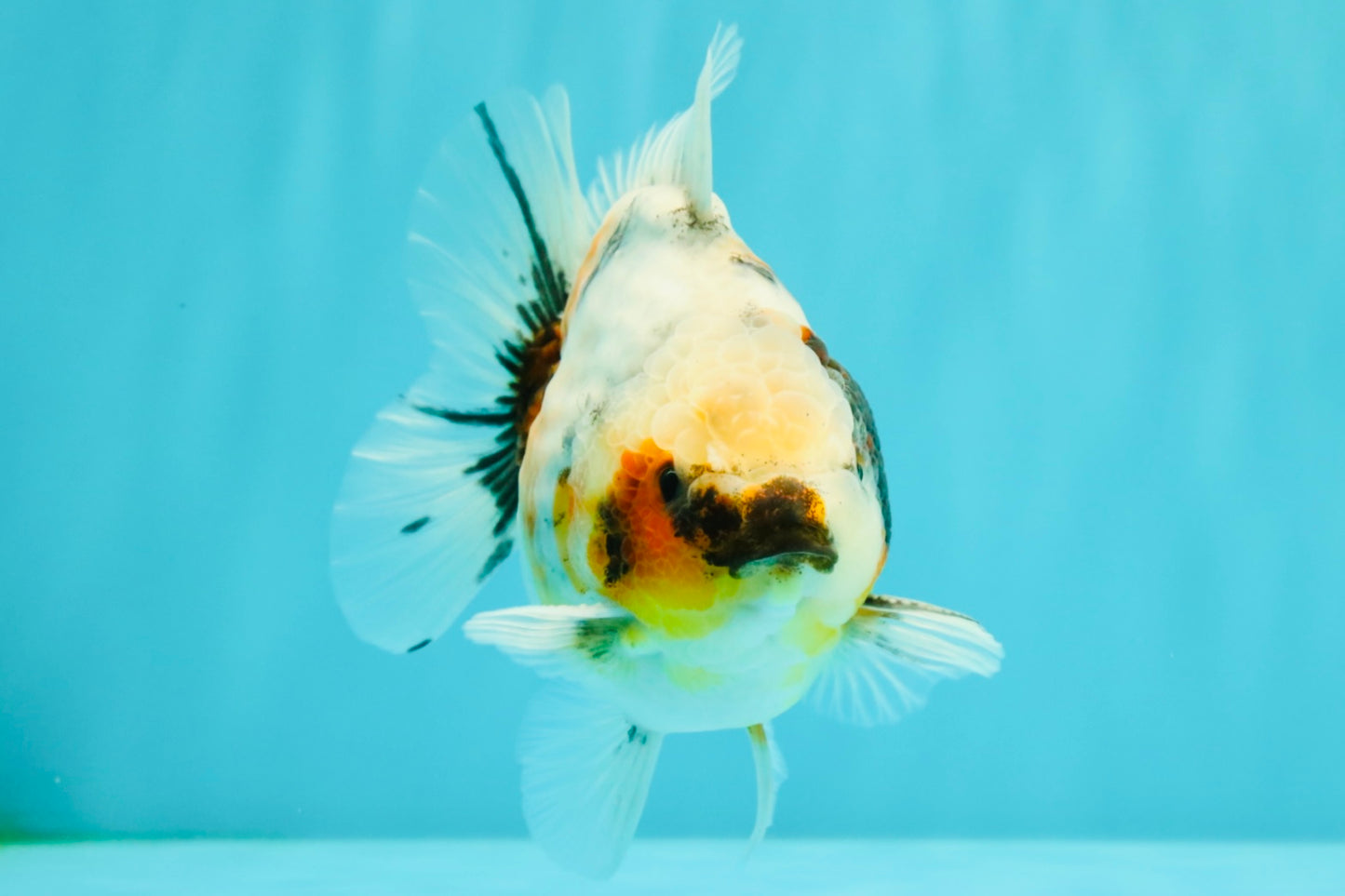 Calico Yuanbao Male 4.5-5 inches #071026YB_13