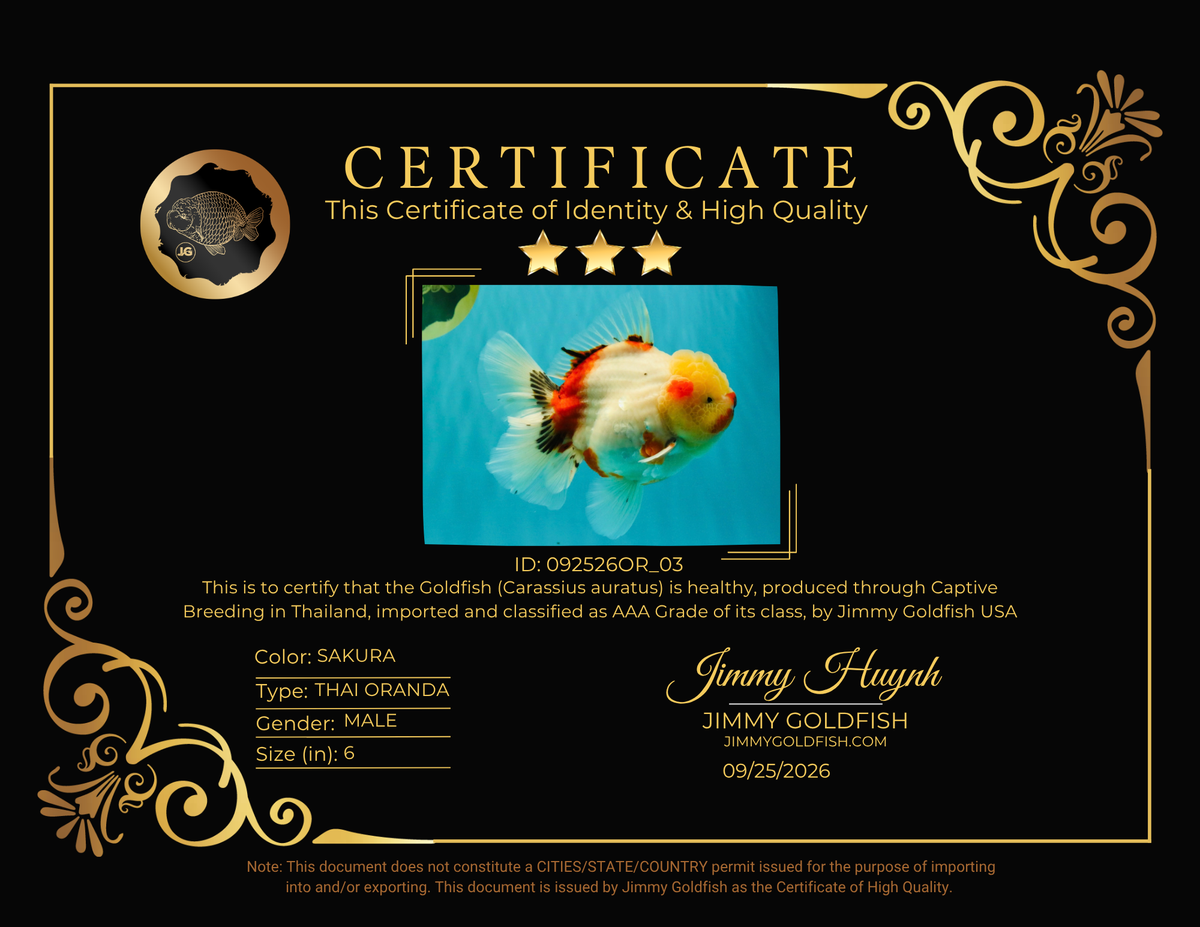 CHUNKY AAA Grade Sakaru Oranda Male 6 inches #092526OR_03