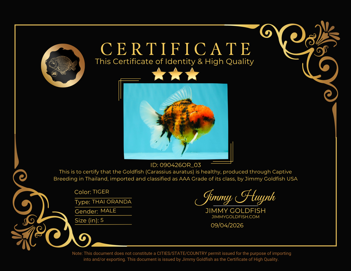 SPECIAL AAA Grade Tiger Oranda Male 5 inches #090426OR_03