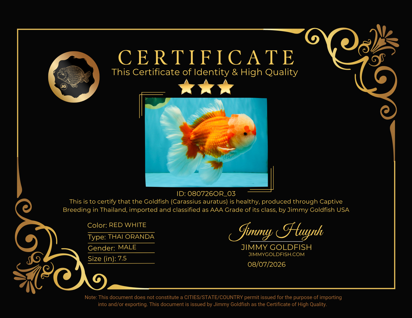 FLUFFY AAA Grade Red White Oranda Male 7.5 inches #080726OR_03