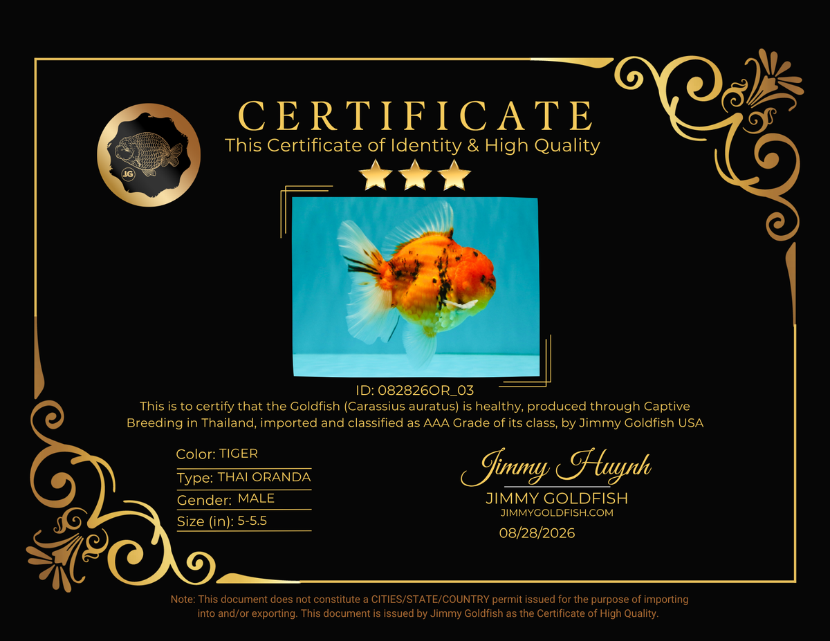 CHONKY AAA Grade Tiger Oranda Male 5-5.5 inches #082826OR_03