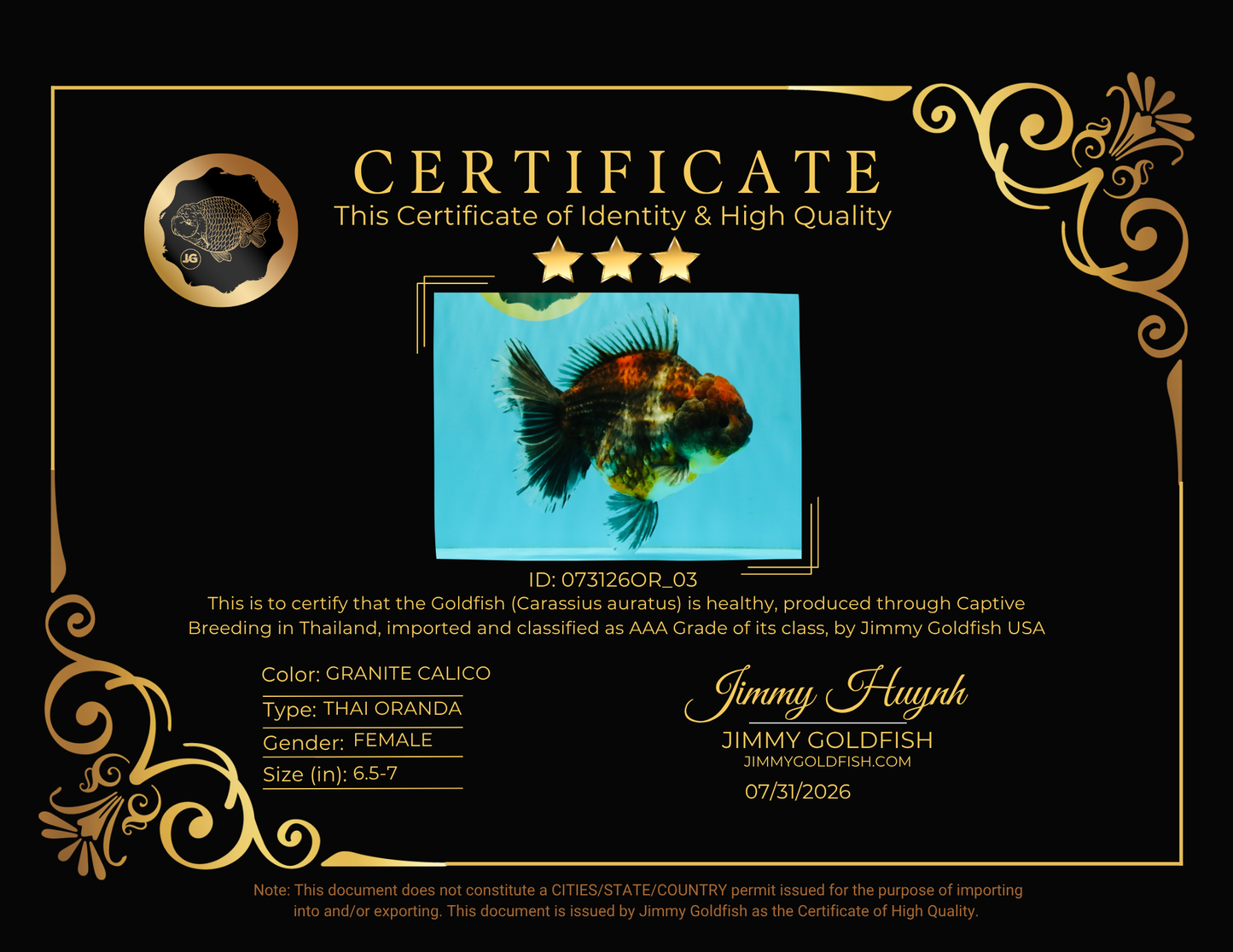 AAA Grade Granite Calico Oranda Female 6.5-7 inches #073126OR_03