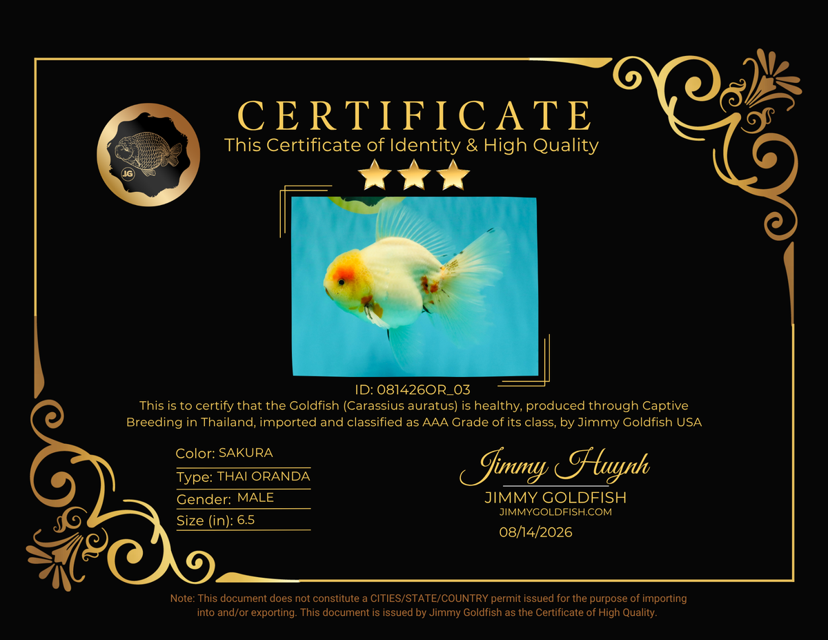 BEAUTY AAA Grade Sakura Oranda Male 6.5 inches #081426OR_03