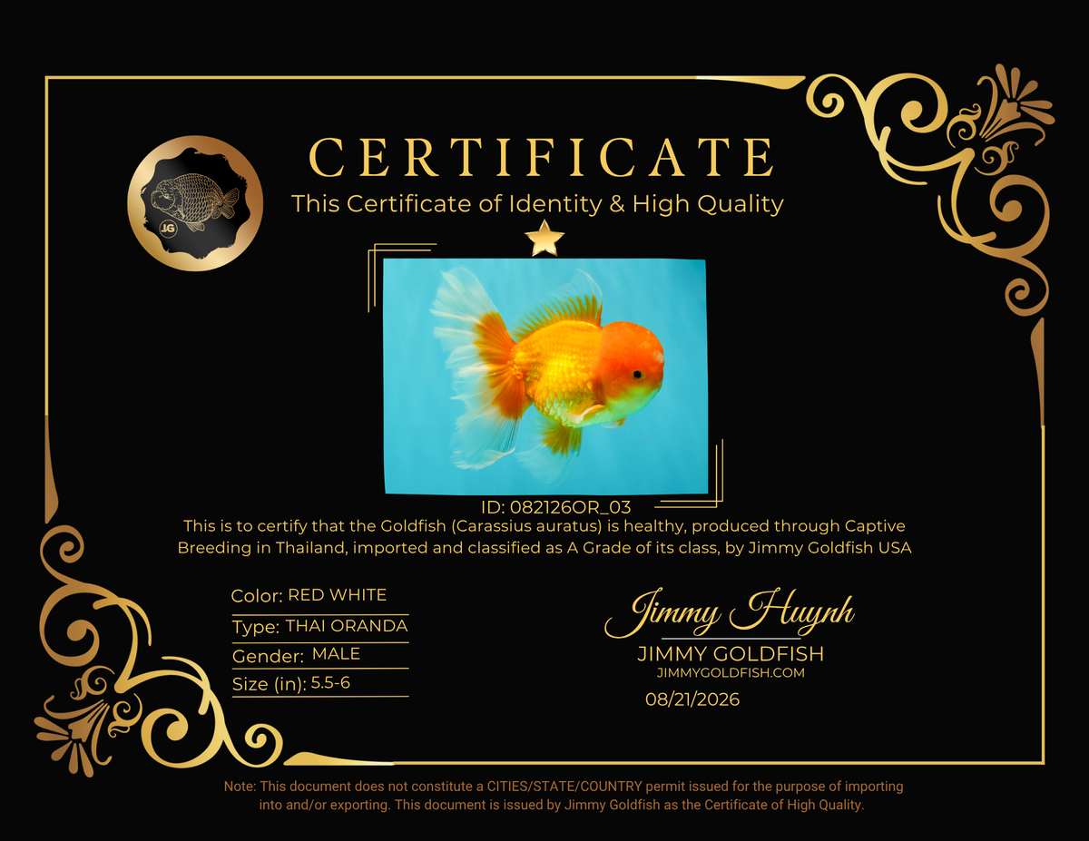A Grade Red White Oranda Male 5.5-6 inches #082126OR_03