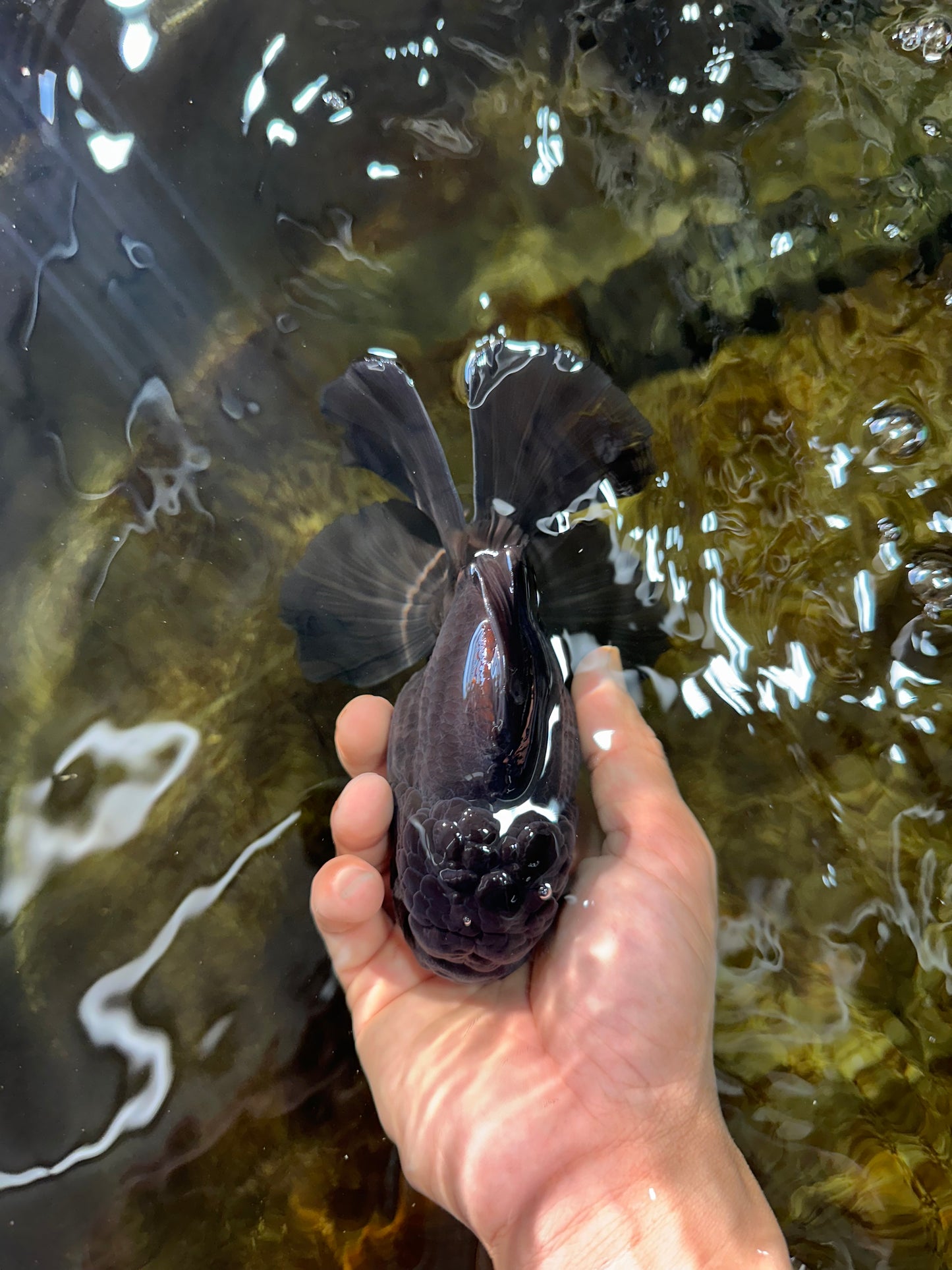 CHONKY AAA Grade Godzilla Black Oranda Male 6  inches #082225OR_13