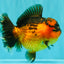 CHUBBY AAA Grade Apache Oranda Female 6-6.5 inches #082126OR_11
