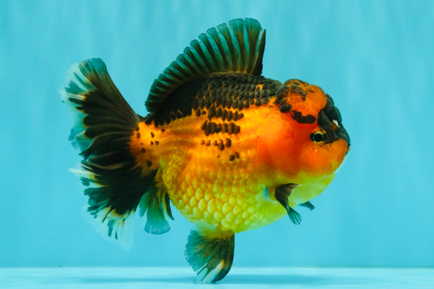 CHUBBY AAA Grade Apache Oranda Female 6-6.5 inches #082126OR_11