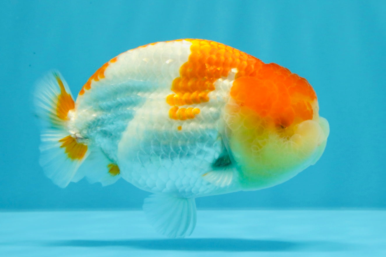 AAA Grade Dragon Head Kohaku Red White LionKing 4-4.5 inches #022726LC_29