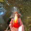 Red White Oranda Female 5-5.5 inches #110824OR_06