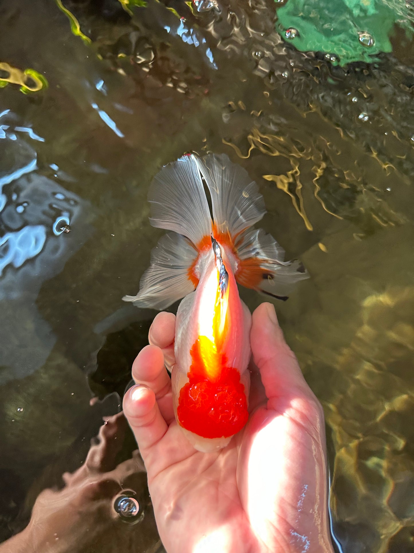 Red White Oranda Female 5-5.5 inches #110824OR_06