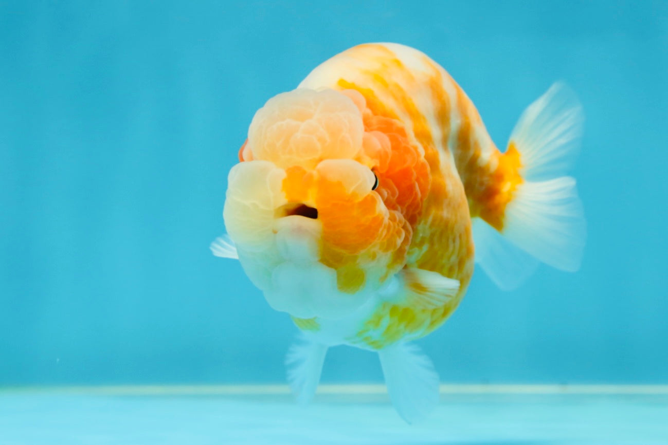 A Grade Sakura LionQueen 4-4.5 inches #050925LC_06