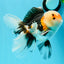 AAA Grade Tricolor Oranda Male 4.5-5 inches #0510OR_08