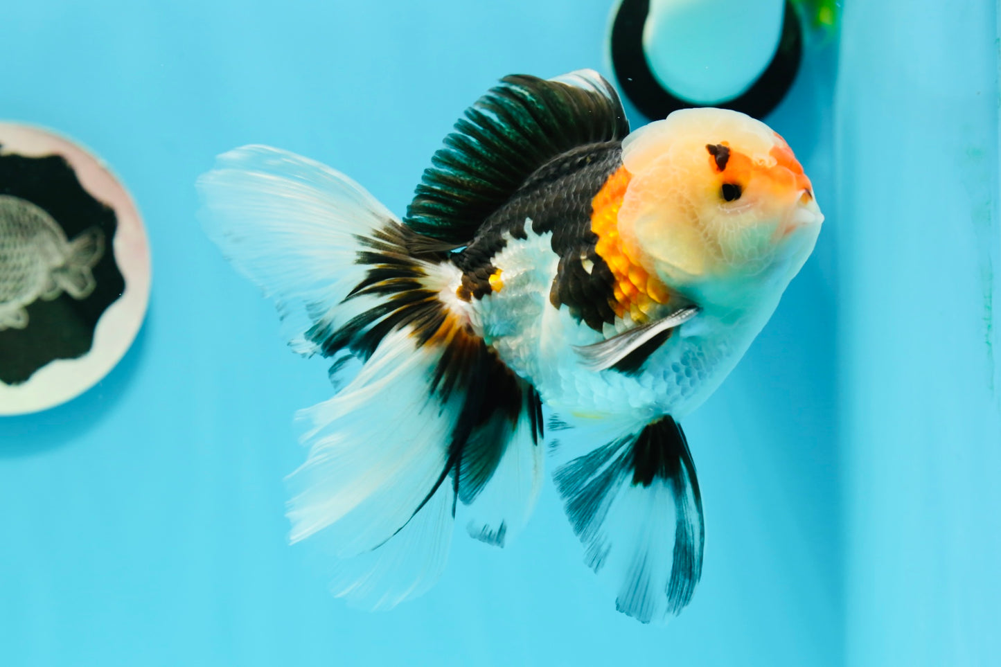 AAA Grade Tricolor Oranda Male 4.5-5 inches #0510OR_08