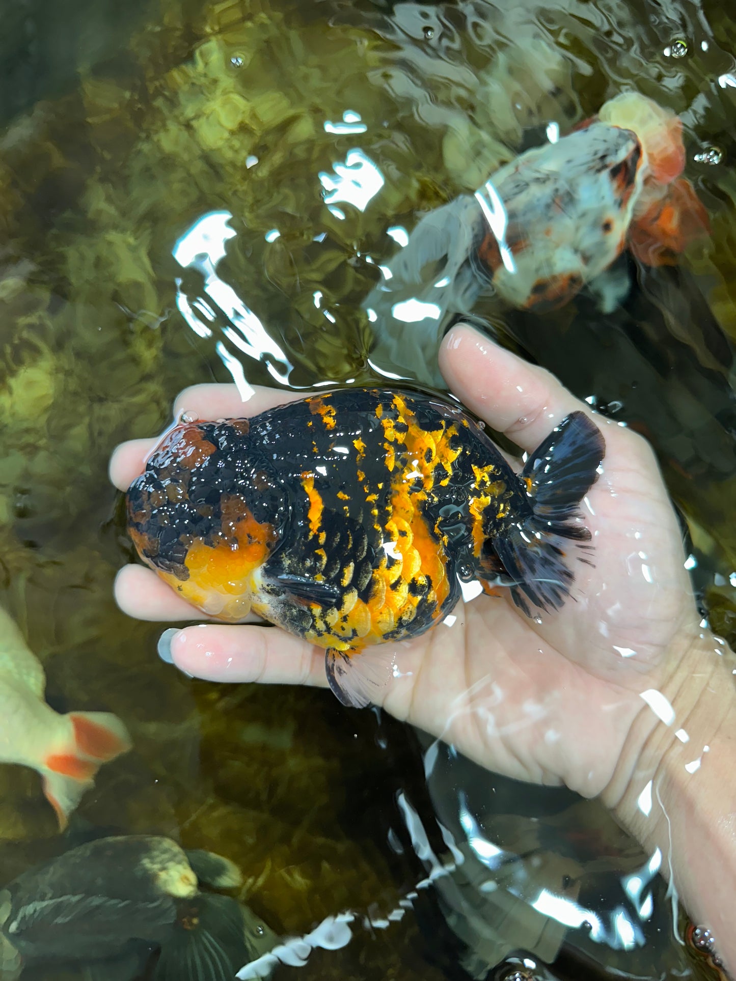 AAA Grade Tiger LionKing 5 inches #080825LC_23