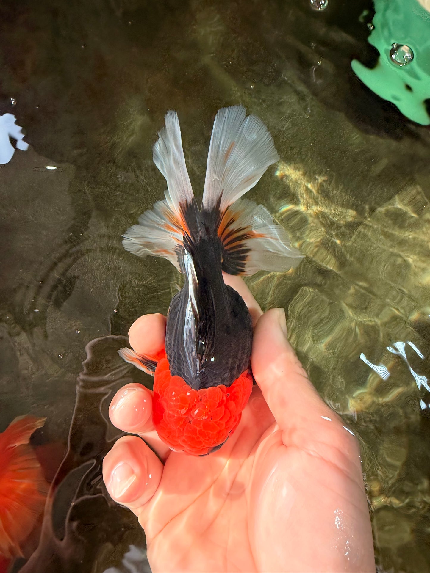 A Grade Red Head Tricolor Oranda Male 5-5.5 inches #031326OR_26