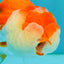 CHUBBY A Grade Red White LionQueen Female 4 inches #042426LC_20