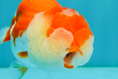 CHUBBY A Grade Red White LionQueen Female 4 inches #042426LC_20