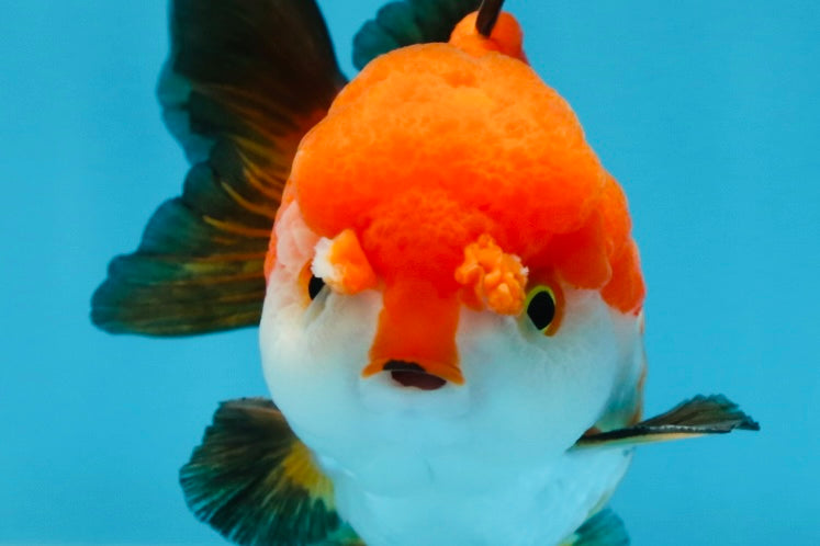 SUPER CUTE Tricolor Yuanbao Male 4.5 inches #071125YB_18