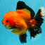 CHARLIE CHAPLIN AAA Grade Apache Oranda Female 5.5-6 inches #030626OR_27
