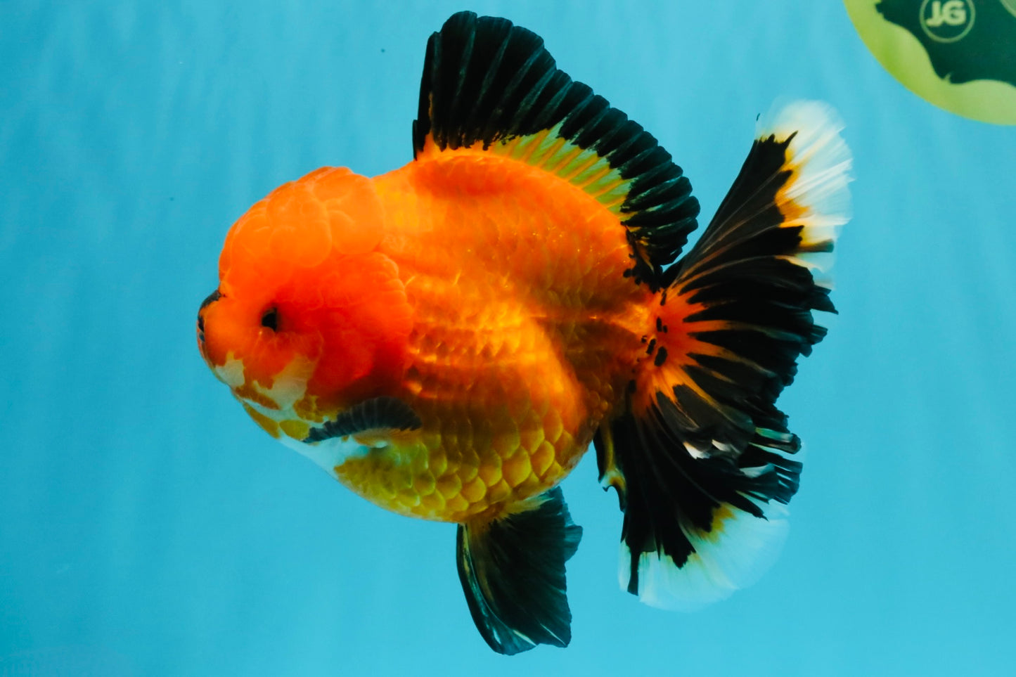 CHARLIE CHAPLIN AAA Grade Apache Oranda Female 5.5-6 inches #030626OR_27