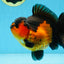 A Grade Apache Yuanbao Male 5 inches #101025YB_26